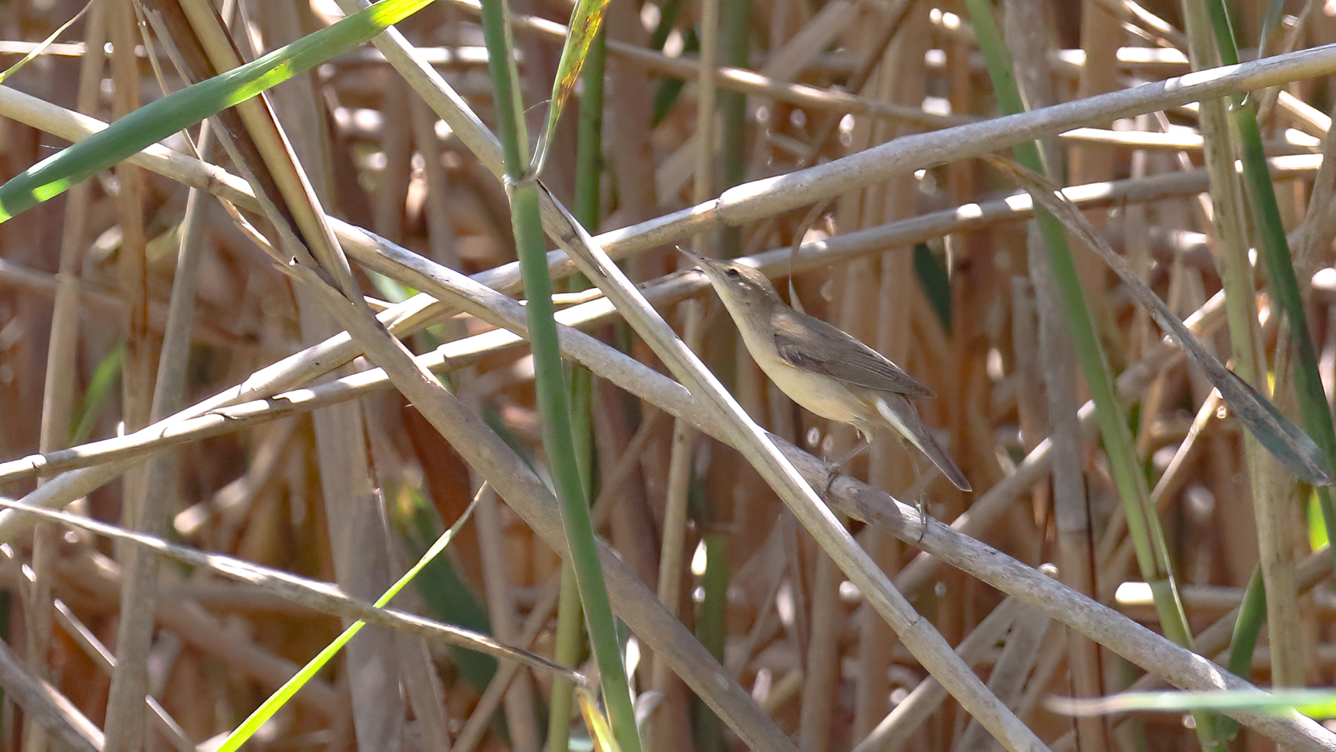 Icterine Warbler